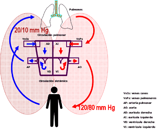 Circulación normal de la sangre. Entra en la aurícula derecha por las venas cavas, pasa a la aurícula izquierda, de ahí a la arteria pulmonar que riega los pulmones en donde la sangre venosa se oxigena y se convierte en sangre arterial. Ésta vuelve por las venas pulmonares a la aurícula izquierda, pasa al ventrículo izquierdo desde donde es proyectada por lam aorta a todo el cuerpo (circulación sistémica. Líneas con flecha roja: sangre arterial. Líneas con flecha azul: sangre venosa. Las cifras indican los valores de presión arterial máxima y mínima, en la circulación general y en la pulmonar.